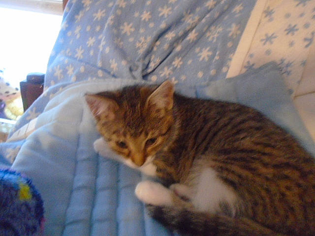 Faith is registered to the contest to win money with this photo: bedding, carnivore, cat, claw, comfort, domestic_short_haired_cat, eye, fawn, felidae, fur, linens, paw, sand, sitting, small_to_medium_sized_cats, tail, terrestrial_animal, tree, whiskers, wood