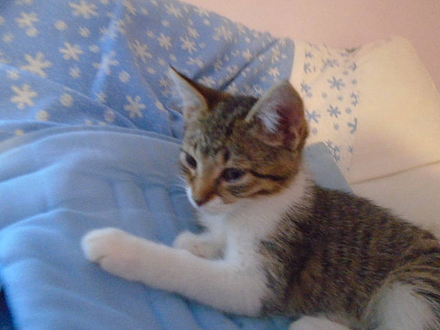 Faith joined the competition — help win amazing prizes! carnivore, cat, claw, comfort, domestic_short_haired_cat, fawn, felidae, fur, linens, paw, small_to_medium_sized_cats, snout, tail, terrestrial_animal, tree, whiskers