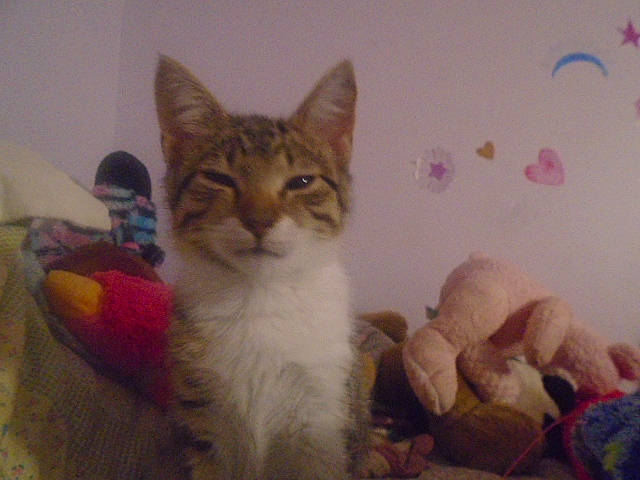 Faith joined the competition — help win amazing prizes! art, carnivore, cat, cat_supply, claw, comfort, domestic_short_haired_cat, fawn, felidae, fur, paw, pet_supply, room, small_to_medium_sized_cats, snout, tail, toy, whiskers, window