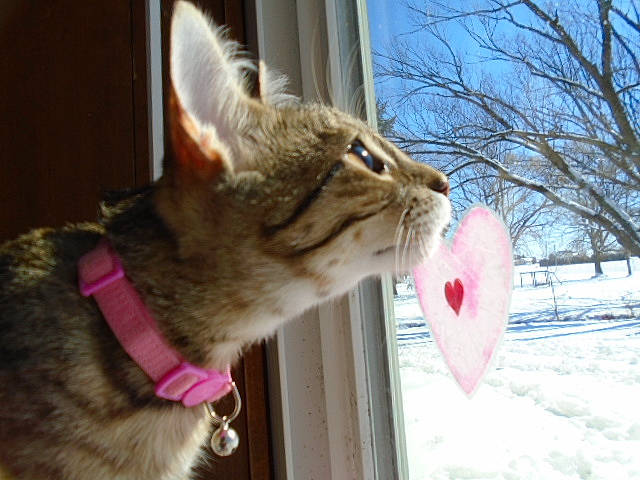 Shadow joined the competition — help win amazing prizes! carnivore, cat, claw, collar, domestic_short_haired_cat, fawn, felidae, freezing, fur, paw, pet_supply, plant, sky, small_to_medium_sized_cats, snout, snow, tail, tree, whiskers, window