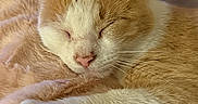 Pheobe is registered to the contest to win money with this photo: cat, sleeping, ginger_cat, white_cat, pet, feline, whiskers, paw, fur, cozy, blanket, indoor, resting, cute, closeup, animal, domestic_cat, relaxation, soft, nap