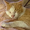 cat, sleeping, ginger_cat, white_cat, pet, feline, whiskers, paw, fur, cozy, blanket, indoor, resting, cute, closeup, animal, domestic_cat, relaxation, soft, nap