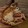 Pheobe joined the competition — help win amazing prizes! cat, sleeping, blanket, plush_toy, striped_pillow, cozy, indoor, pet, resting, feline, soft_texture, cute, relaxed, orange_cat, white_cat, fur, tail, paw, comfort, home