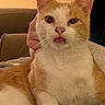 cat, orange_and_white, tongue_out, indoor, cozy, blanket, pet, feline, cute, playful, resting, close_up, whiskers, ears, nose, fur, animal, domestic, comfort, relaxed