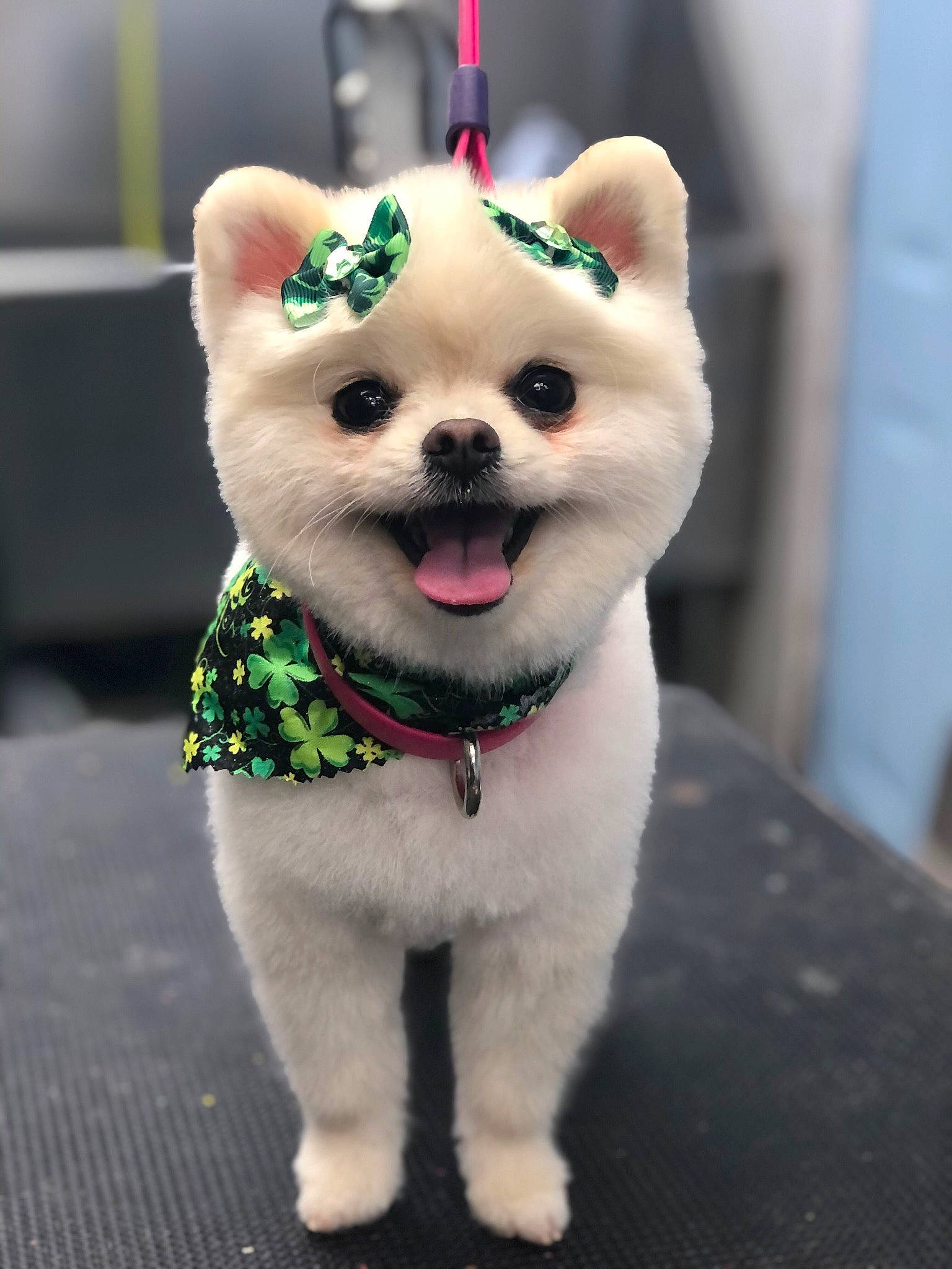 Angel Baby joined the competition — help win amazing prizes! carnivore, collar, companion_dog, dog, dog_breed, dog_clothes, dog_collar, dog_supply, fawn, felidae, fur, leash, party_hat, snout, stuffed_toy, tail, toy, toy_dog, whiskers, working_animal