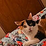 cat, calico_cat, pet, animal, feline, indoor, bed, blanket, floral_pattern, door, wooden_door, curious, resting, closeup, comfort, cozy, fur, whiskers, paw, portrait