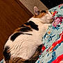 Milky Way joined the competition — help win amazing prizes! cat, calico, sleeping, feline, pet, indoor, blanket, floral, cozy, resting, fur, whiskers, cute, animal, domestic, closeup, relaxing, soft, bed, comfort
