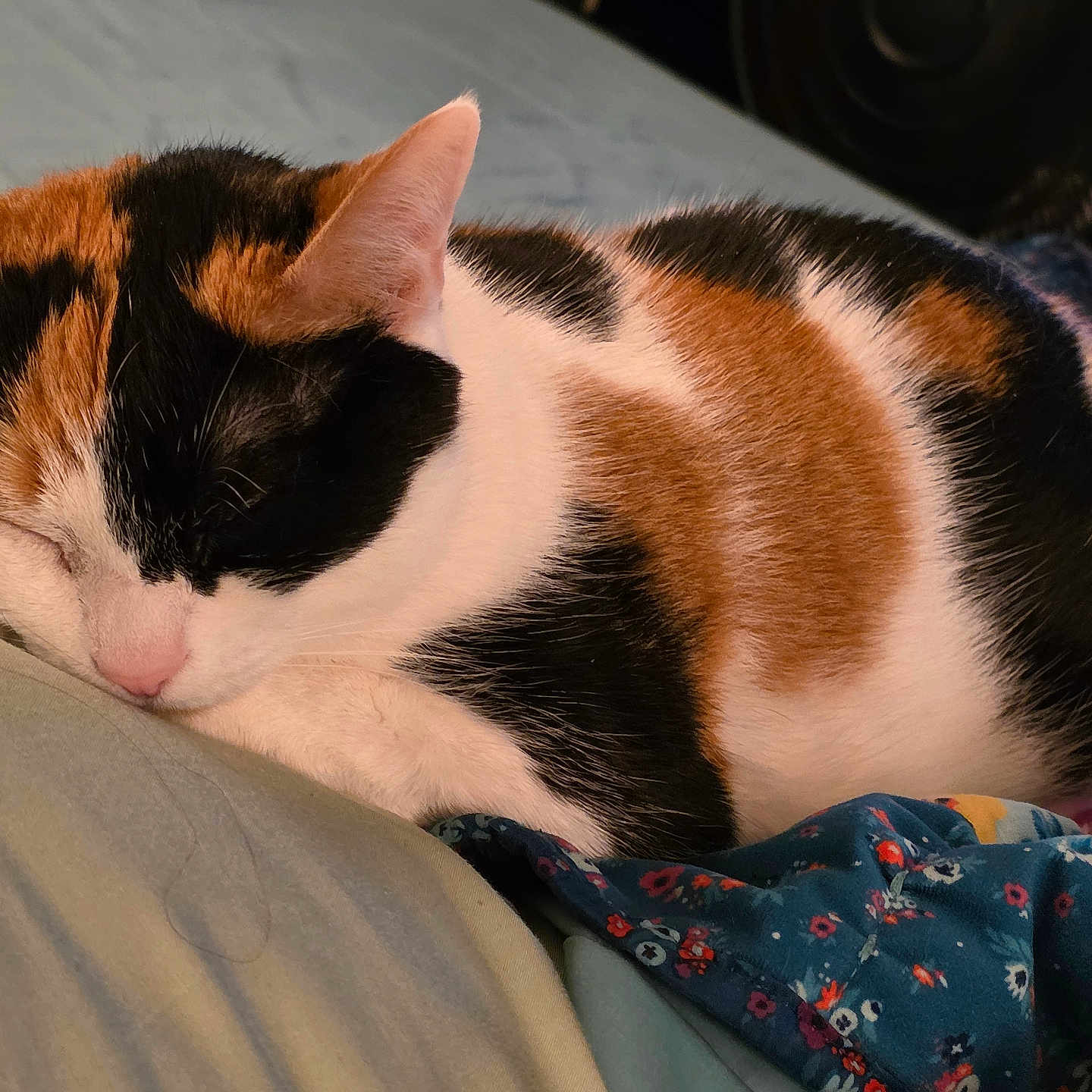 Milky Way joined the competition — help win amazing prizes! animal, bed, blanket, calico, calm, cat, closeup, comfort, cozy, cute, domestic, fur, indoor, pet, pink_nose, relaxation, resting, sleeping, soft, whiskers