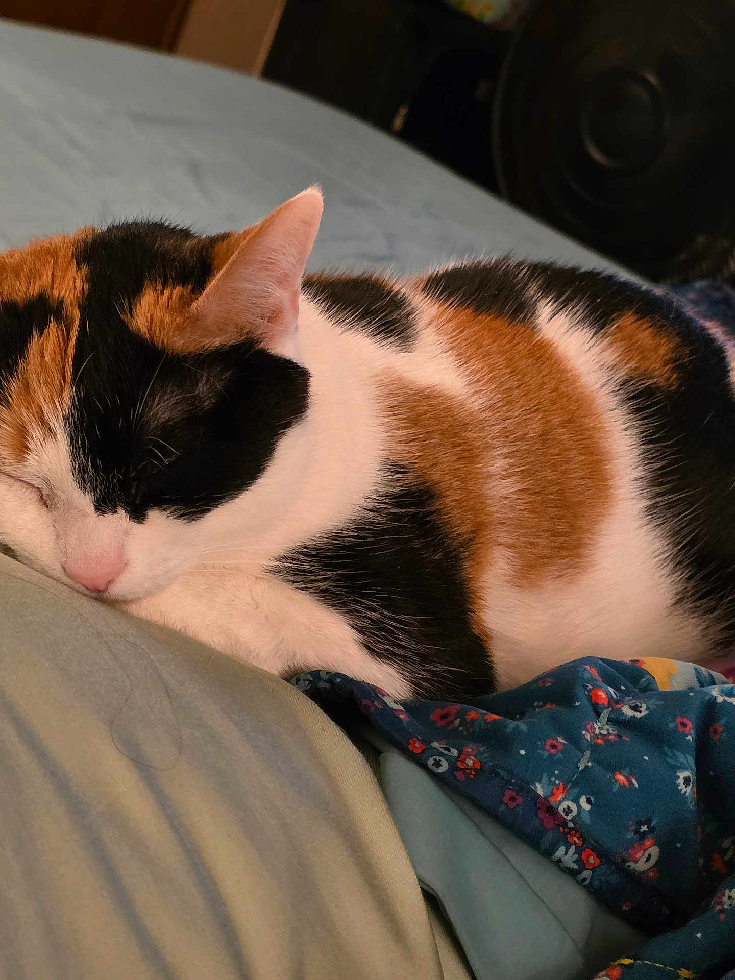 Milky Way joined the competition — help win amazing prizes! cat, calico, sleeping, bed, blanket, fur, pet, animal, resting, indoor, cozy, closeup, cute, whiskers, pink_nose, soft, comfort, domestic, relaxation, calm