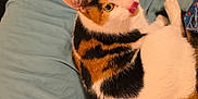 Milky Way joined the competition — help win amazing prizes! cat, calico_cat, bed, pillow, blue_sheets, pet, animal, fur, playful, licking, domestic_cat, whiskers, ears, cute, resting, indoor, feline, looking_up, cozy, sleep_area