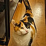 cat, calico_cat, pet, animal, indoor, wooden_floor, furniture, shelf, curious, tail_up, yellow_eyes, fur, whiskers, ears, four_legs, domestic_animal, looking_away, standing, household, closeup