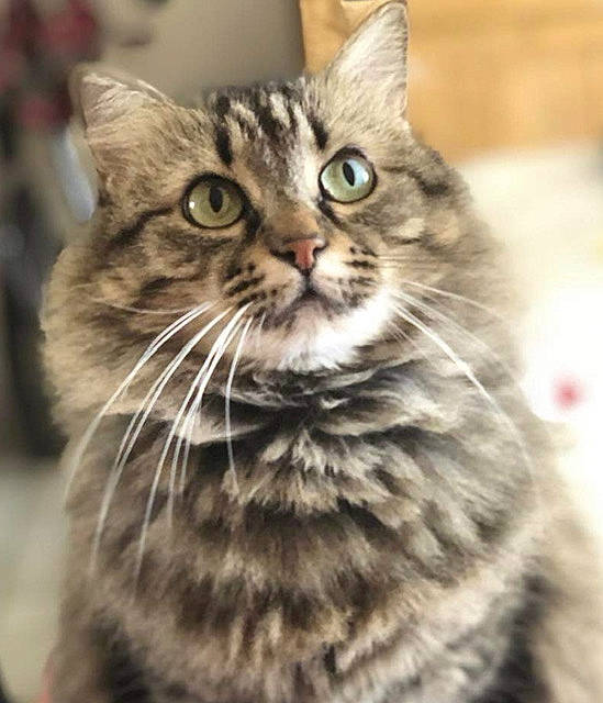 Lizou participe au concours pour gagner de l'argent avec cette photo : carnivore, cat, close_up, domestic_short_haired_cat, felidae, fur, iris, small_to_medium_sized_cats, snout, terrestrial_animal, whiskers, wildlife