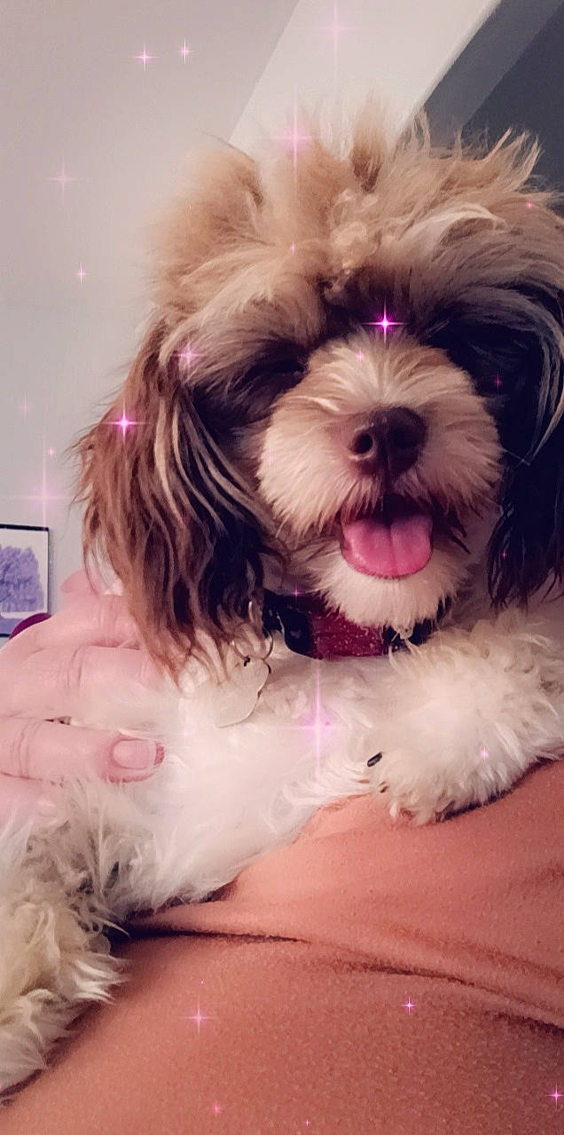 Punkin is registered to the contest to win money with this photo: canidae, carnivore, cloud, companion_dog, dog, dog_breed, fur, happy, liver, maltepoo, picture_frame, puppy_love, shih_tzu, small_terrier, snout, sporting_group, terrier, toy_dog, whiskers, working_animal