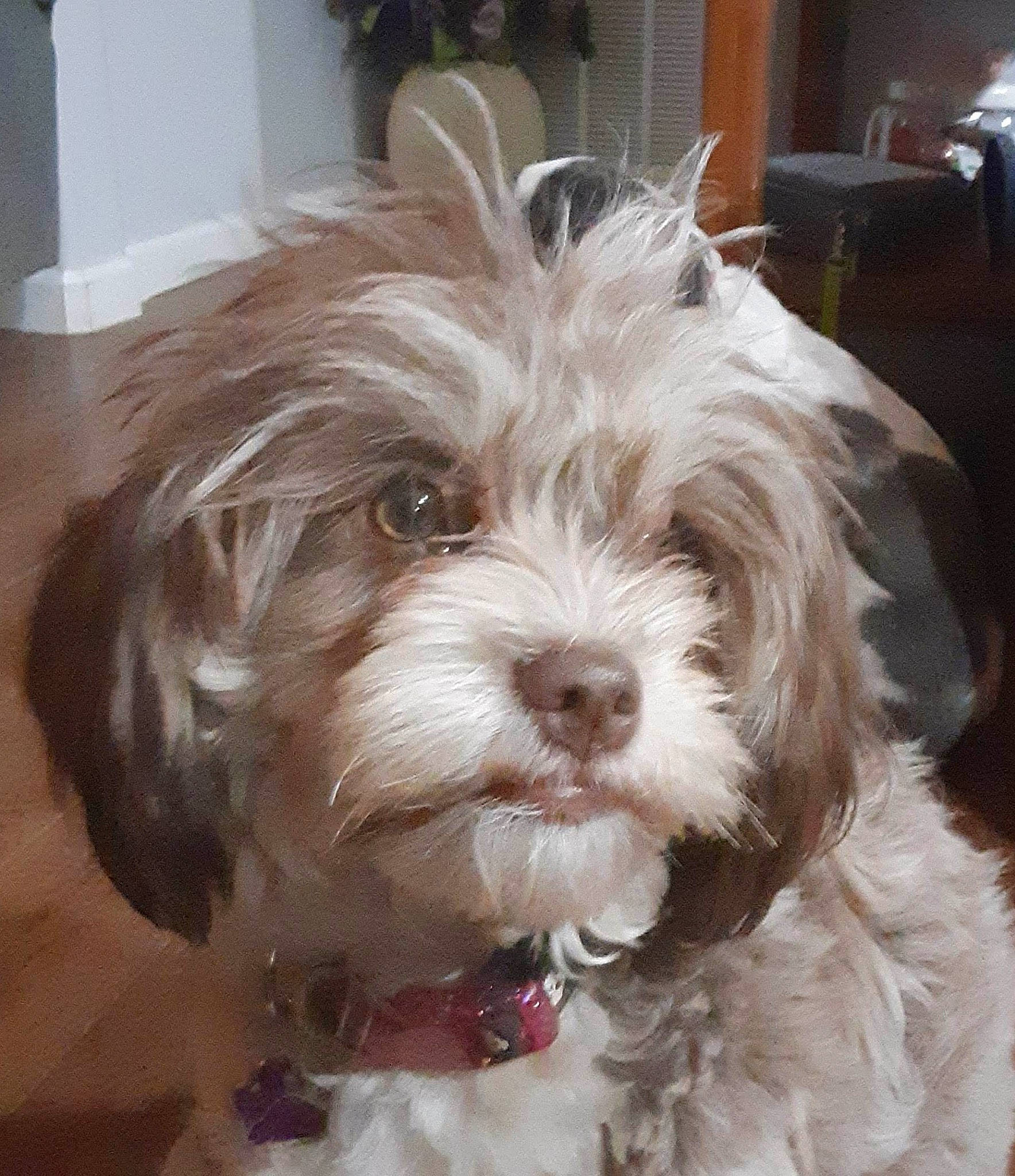 Punkin is registered to the contest to win money with this photo: biewer_terrier, canidae, carnivore, companion_dog, dog, dog_breed, fur, liver, maltepoo, puppy_love, shih_poo, small_terrier, snout, sporting_group, terrestrial_animal, terrier, toy_dog, water_dog, working_animal, yorkipoo