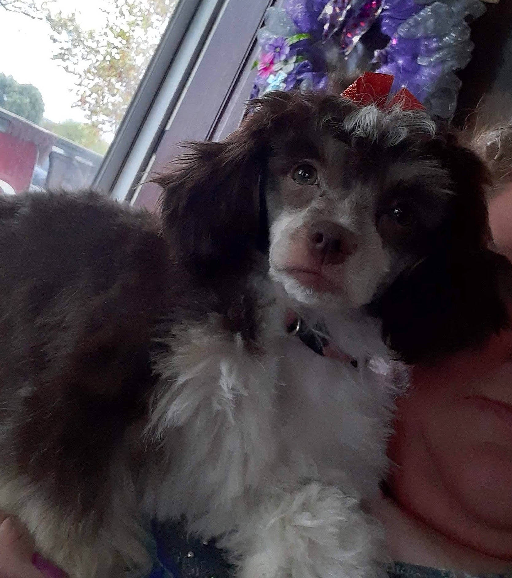 Punkin is registered to the contest to win money with this photo: canidae, carnivore, collar, companion_dog, dog, dog_breed, dog_collar, fur, liver, maltepoo, non_sporting_group, puppy, puppy_love, snout, sporting_group, toy_dog, whiskers, working_animal, yorkipoo