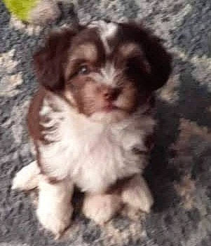 Punkin is registered to the contest to win money with this photo: bored, canidae, carnivore, companion_dog, dog, dog_breed, fur, liver, mal_shi, maltepoo, non_sporting_group, shih_tzu, sporting_group, terrestrial_animal, terrier, toy_dog, working_animal