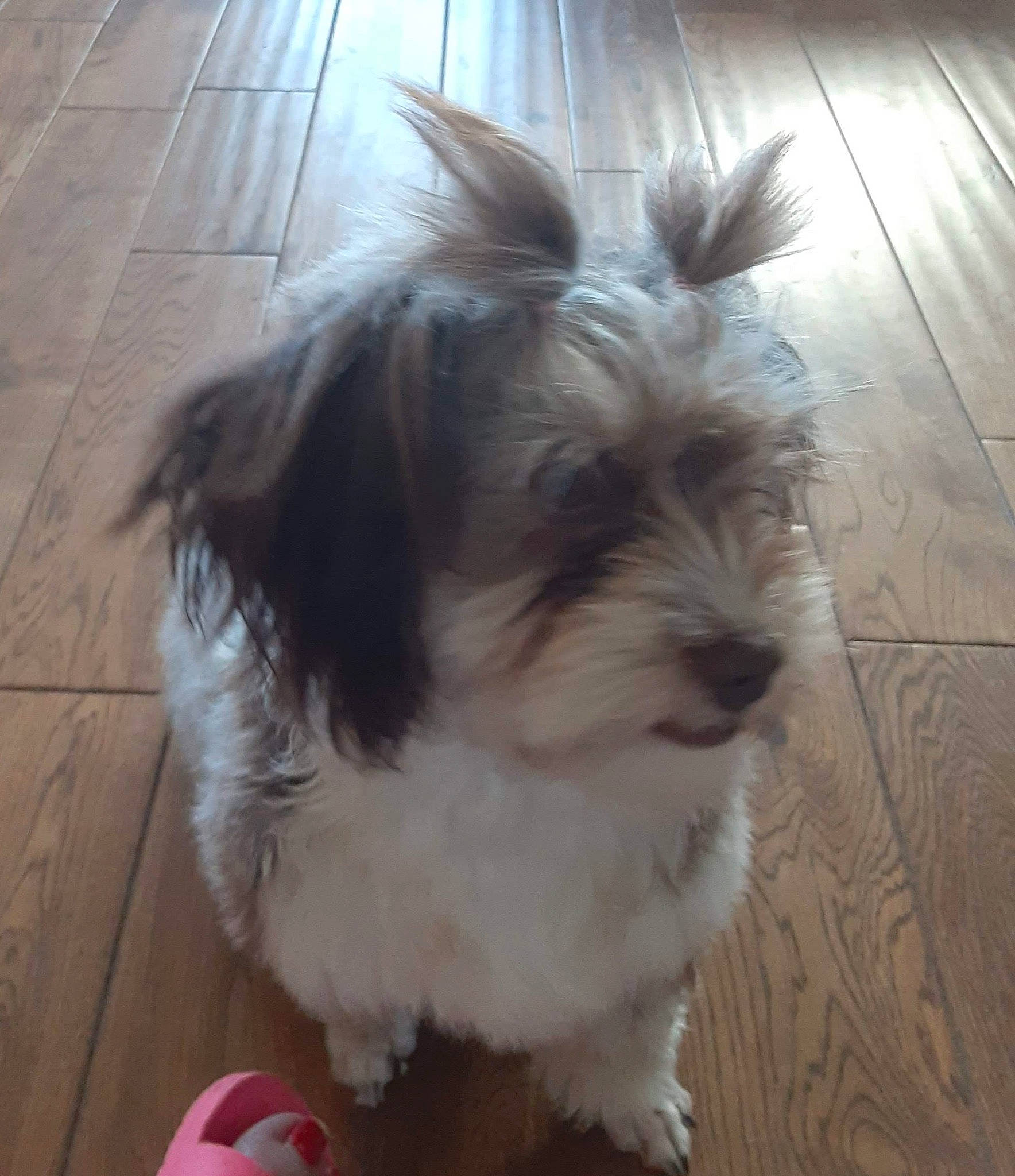 Punkin joined the competition — help win amazing prizes! ball, biewer_terrier, canidae, carnivore, companion_dog, dog, dog_breed, flooring, fur, hardwood, liver, shih_poo, small_terrier, snout, sporting_group, terrestrial_animal, terrier, toy_dog, wood, working_animal