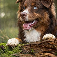 Asko a rejoint le concours — aidez-le/la à gagner de superbes lots ! australian_shepherd, blue_eyes, bokeh, brown_fur, canine, close_up, dog, forest, fur_texture, happy, log, moss, nature, outdoor, paws, playful, portrait, smiling, tongue_out, white_chest