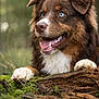 australian_shepherd, blue_eyes, bokeh, brown_fur, canine, close_up, dog, forest, fur_texture, happy, log, moss, nature, outdoor, paws, playful, portrait, smiling, tongue_out, white_chest