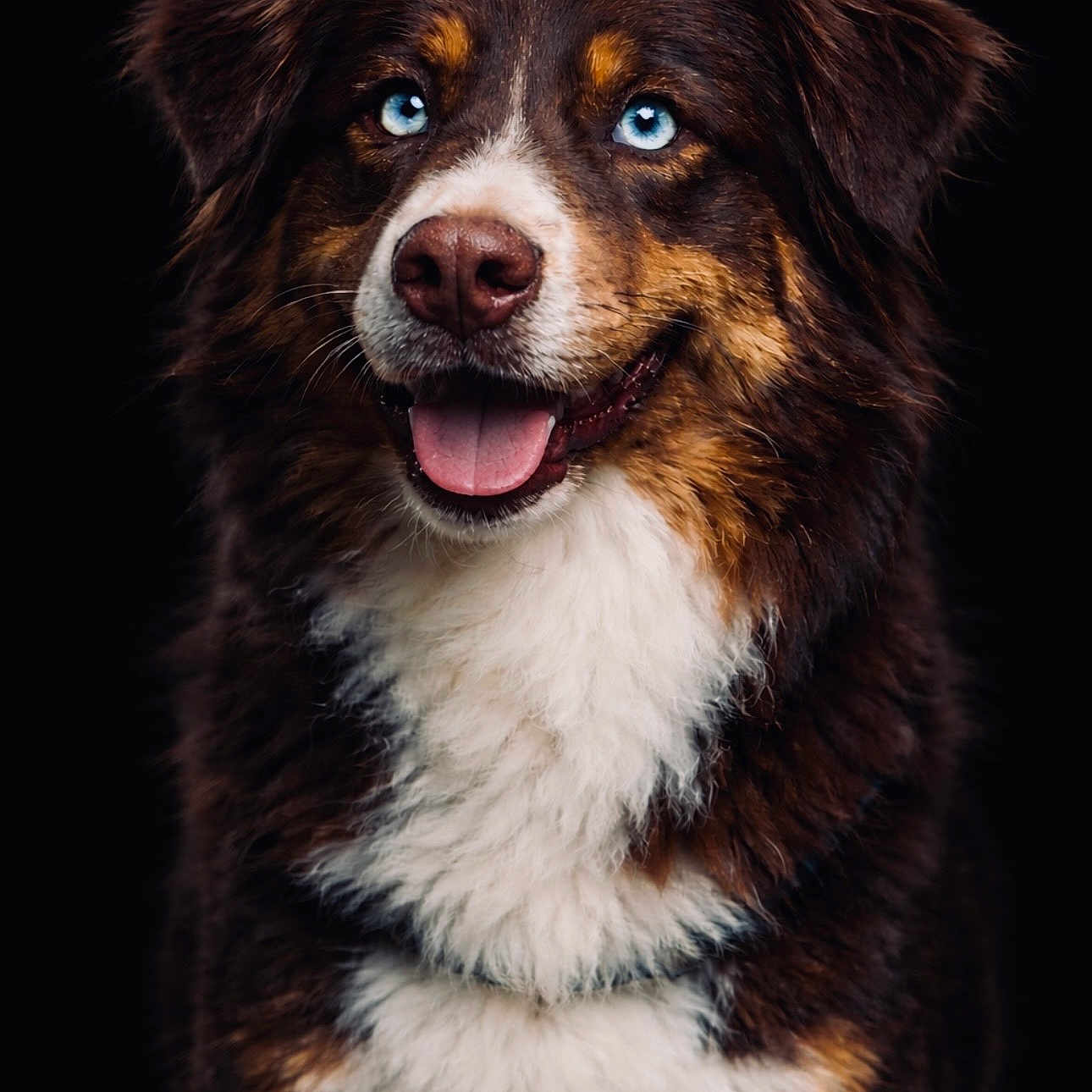 Asko a rejoint le concours — aidez-le/la à gagner de superbes lots ! black_background, blue_eyes, brown, canine, close_up, dog, ears, fluffy, fur, gaze, happy, muzzle, nose, pet, portrait, studio, tongue_out, tricolor, whiskers, white