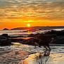 Asko participe au concours pour gagner de l'argent avec cette photo : action, beach, clouds, dog, golden_hour, horizon, jumping, motion, orange_sky, pawprints, reflection, rocks, sand, sea, shoreline, silhouette, sky, sunset, water, wet_sand