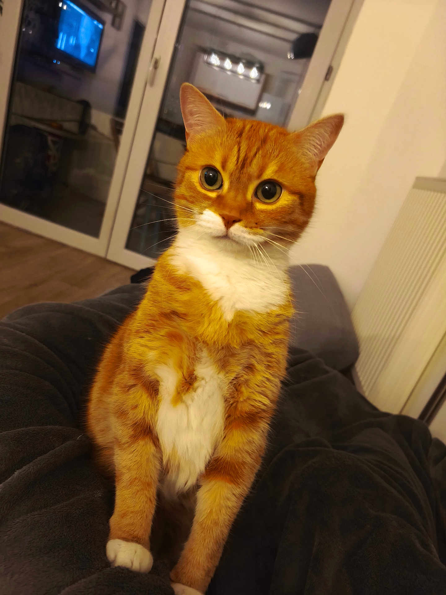 Pumba a rejoint le concours — aidez-le/la à gagner de superbes lots ! cat, orange_tabby, white_chest, indoor, pet, animal, feline, curious, wide_eyes, sitting, blanket, cozy, living_room, glass_doors, furniture, home, warm_lighting, whiskers, ears, fur