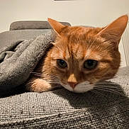 Pumba participe au concours pour gagner de l'argent avec cette photo : cat, orange_tabby, blanket, couch, gray, cozy, indoor, pet, feline, whiskers, ears, fur, closeup, comfortable, relaxed, home, domestic, curious, resting, soft