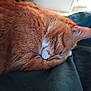 Pumba a rejoint le concours — aidez-le/la à gagner de superbes lots ! cat, ginger_cat, sleeping, fur, closeup, pet, domestic_animal, cozy, resting, whiskers, ear, nose, animal, feline, cute, soft, indoor, relaxation, peaceful, nap