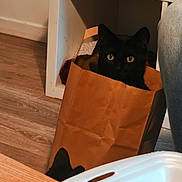Yoda participe au concours pour gagner de l'argent avec cette photo : black_cat, paper_bag, indoor, wood_floor, furniture, jeans, cat_ears, curious, pet, animal, domestic, brown_bag, flooring, playful, eyes, shadow, leg, cozy, household, mischievous