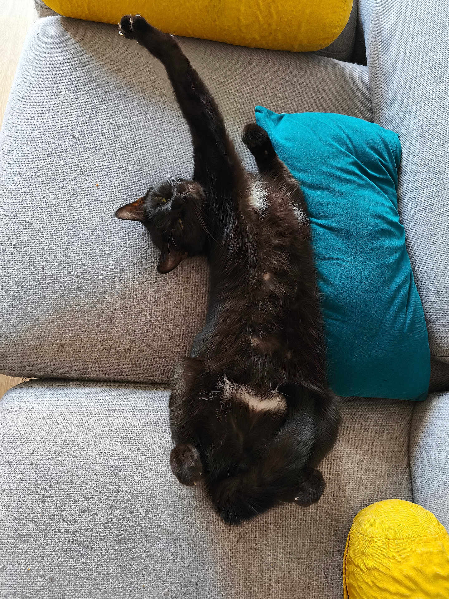 Yoda participe au concours pour gagner de l'argent avec cette photo : cat, black_cat, stretching, sofa, couch, yellow_cushion, blue_cushion, furniture, pet, indoor, relaxing, feline, paw, fur, whiskers, cozy, home, animal, resting, comfort