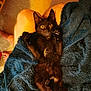 cat, black_cat, pet, animal, feline, yellow_eyes, blanket, blue_blanket, lap, legs, sitting, indoors, cozy, warm_lighting, fur, paws, curious, looking_up, relaxed, home