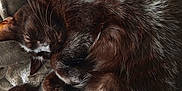 Yoda a rejoint le concours — aidez-le/la à gagner de superbes lots ! cat, sleeping, curled_up, fur, dark_fur, whiskers, blanket, soft_texture, cozy, nap, pet, animal, indoor, resting, paws, fur_detail, close_up, relaxation, comfort, domestic