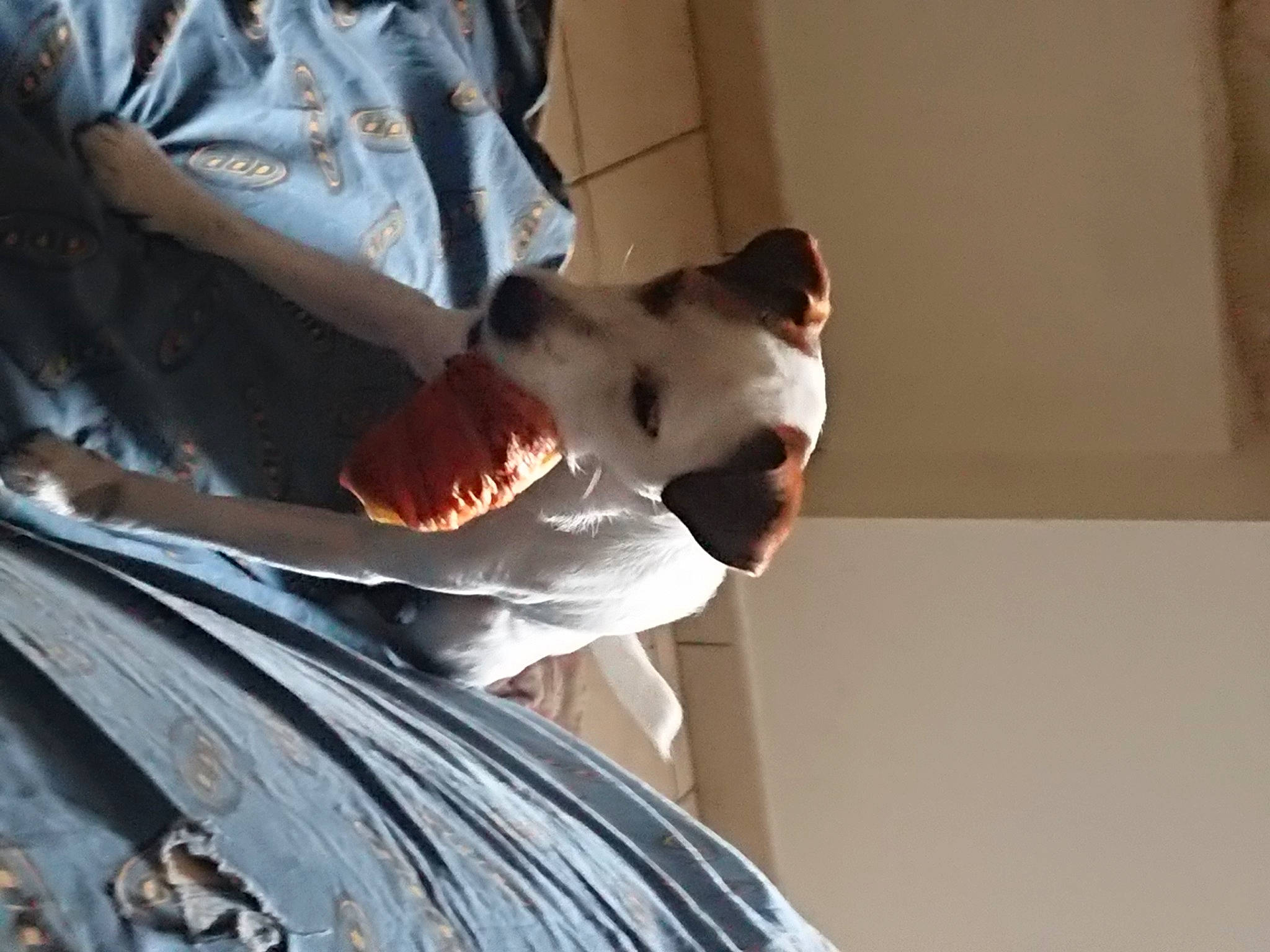 Lucky a rejoint le concours — aidez-le/la à gagner de superbes lots ! canidae, carnivore, comfort, companion_dog, dog, dog_breed, elbow, formal_wear, sporting_group, tail, vertebrate, wood