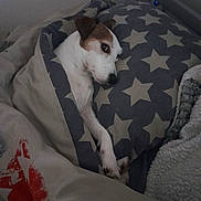 Lucky participe au concours pour gagner de l'argent avec cette photo : animal, bed, bedroom, blanket, canine, chihuahua, couch, cushion, dog, furniture, homedecor, hound, indoors, linen, person, pet, puppy, quilt, room, sleeping