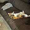 cat, tabby, couch, sofa, pillow, tile_floor, indoor, relaxing, sunlight, feline, pet, living_room, brown_couch, striped_cat, sleeping_cat, cozy, domestic_animal, household, resting, fur