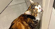 Luna participe au concours pour gagner de l'argent avec cette photo : animal, biting, calico, cat, curious, cute, domestic, doorframe, feline, floor, fur, household, indoor, mischievous, pet, playful, sitting, tabby, tile, whiskers