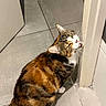 cat, calico, indoor, floor, tile, doorframe, biting, pet, animal, feline, whiskers, fur, cute, playful, tabby, domestic, mischievous, household, curious, sitting