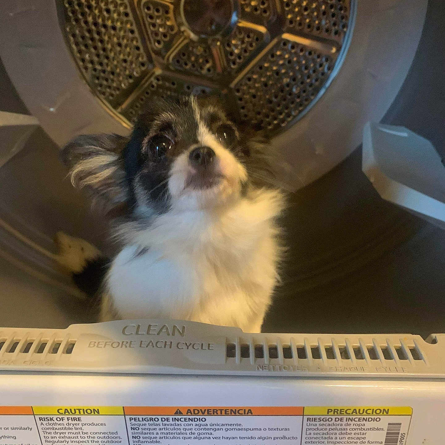 Gidget joined the competition — help win amazing prizes! animal, appliance, architecture, building, canine, cockerspaniel, device, dog, electricaldevice, electronics, herbal, herbs, laundry, papillon, pet, plant, puppy, speaker, text, washer