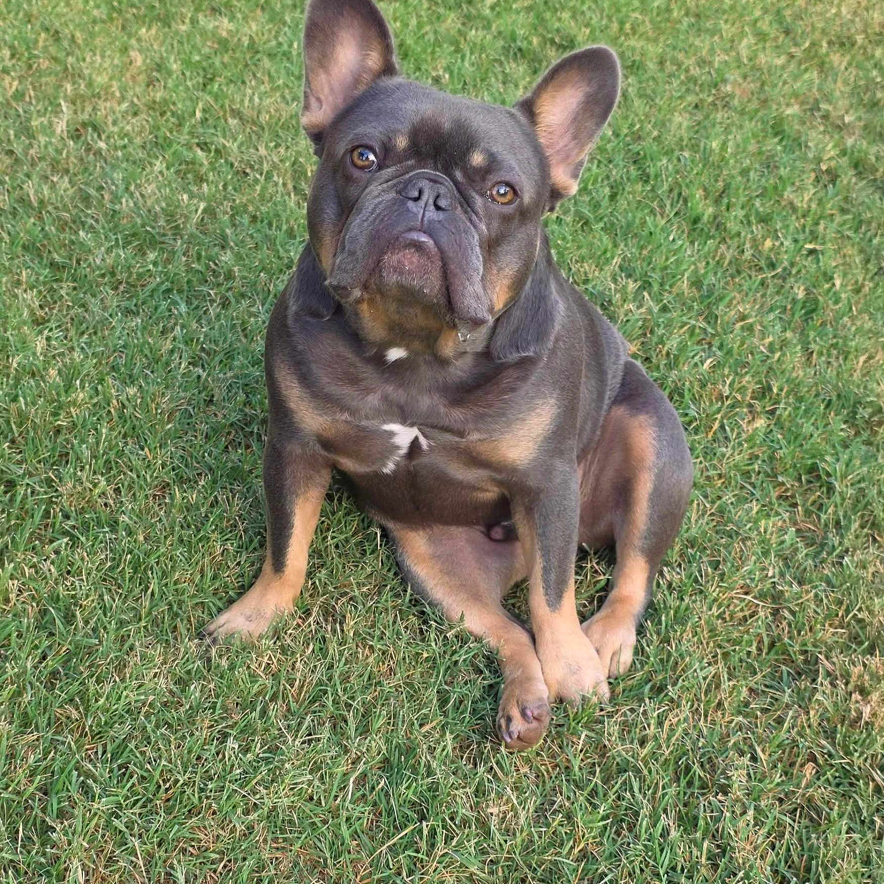 D.o.u.g