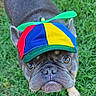 D.o.u.g is registered to the contest to win money with this photo: dog, french_bulldog, hat, propeller_hat, colorful, green_grass, outdoor, pet, animal, cute, portrait, looking_up, playful, funny_hat, close_up, brown_dog, small_dog, adorable, summer, sunny