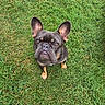 D.o.u.g joined the competition — help win amazing prizes! animal, brown_markings, canine, dark_coat, dog, french_bulldog, funny_expression, garden, grass, lawn, looking_at_camera, natural_light, outdoor, pet, portrait, short_snout, sitting, small_dog, standing_ears, wrinkled_face