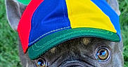 D.o.u.g is registered to the contest to win money with this photo: dog, french_bulldog, hat, propeller_hat, green_grass, outdoor, pet, animal, cute, looking_up, portrait, playful, colorful, canine, mammal, small_dog, close_up, adorable, funny, outdoors