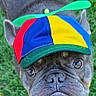 dog, french_bulldog, hat, propeller_hat, green_grass, outdoor, pet, animal, cute, looking_up, portrait, playful, colorful, canine, mammal, small_dog, close_up, adorable, funny, outdoors