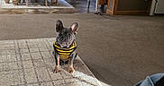 D.o.u.g joined the competition — help win amazing prizes! carpet, chair, clothing, cozy, dog, floor, french_bulldog, furniture, home, indoor, light, living_room, person, pet, plant, rug, shadow, sweater, table, window