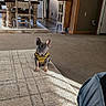 carpet, chair, clothing, cozy, dog, floor, french_bulldog, furniture, home, indoor, light, living_room, person, pet, plant, rug, shadow, sweater, table, window