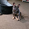 D.o.u.g is registered to the contest to win money with this photo: animal, black, brown, cabinet, canine, carpet, chair, curious, decor, dog, ears_up, floor, french_bulldog, home, indoor, living_room, looking_at_camera, pet_bed, seated, small_dog