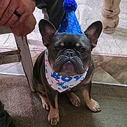 D.o.u.g joined the competition — help win amazing prizes! dog, french_bulldog, party_hat, bandana, carpet, person, hand, arm, chair, wooden_chair, indoor, pet, small_dog, brown_carpet, floor, celebration, blue_hat, cute, sitting, animal