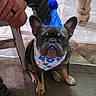 dog, french_bulldog, party_hat, bandana, carpet, person, hand, arm, chair, wooden_chair, indoor, pet, small_dog, brown_carpet, floor, celebration, blue_hat, cute, sitting, animal