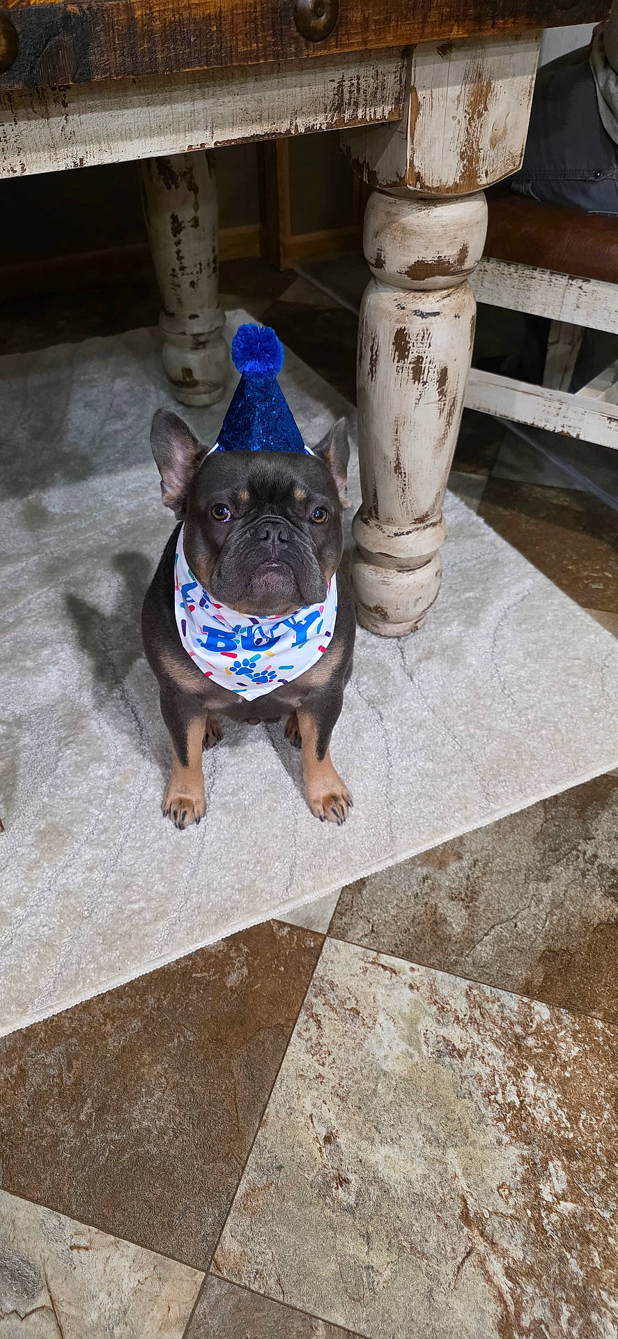 D.o.u.g is registered to the contest to win money with this photo: animal, bandana, birthday_hat, brown_dog, celebration, cute, decor, dog, domestic_animal, ears_up, flooring, furniture, indoor, looking_up, party, pet, rug, small_dog, tile_floor, wooden_table