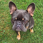 D.o.u.g is registered to the contest to win money with this photo: animal, brown_markings, canine, close_up, dark_coat, dog, expressive_eyes, french_bulldog, grass, large_ears, lawn, natural_light, outdoor, pet, photography, portrait, pouty, short_snout, standing, wrinkled_face